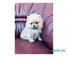 Померанский шпиц