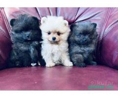 Померанский шпиц