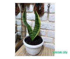 Сансевиерия, алоэ, спацифилиум