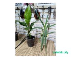 Сансевиерия, алоэ, спацифилиум