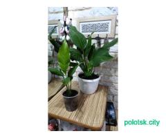 Сансевиерия, алоэ, спацифилиум