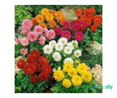 Семена георгин махровых .почта