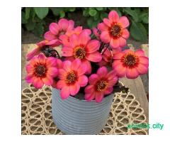 Семена георгин махровых .почта