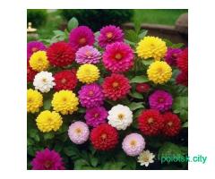 Семена георгин махровых .почта