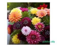 Семена георгин махровых .почта