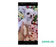 Мальчик чихуахуа.