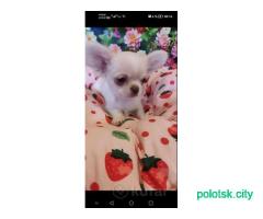 Мальчик чихуахуа.