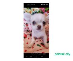 Мальчик чихуахуа.