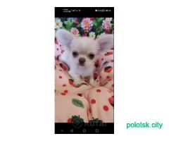 Мальчик чихуахуа.