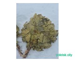 Веники банные дубовые