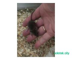 Домашняя мышь