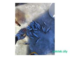 Живец плотва, густера, окунь.