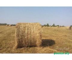 Куплю сено в рулонах