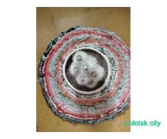 Кактус мохнатый