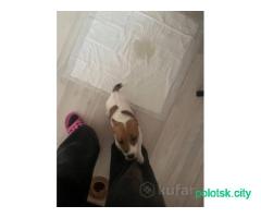 Джек Рассел ( 2 месяца)