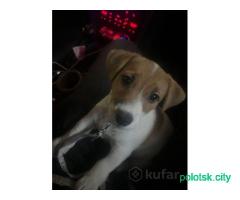 Джек Рассел ( 2 месяца)