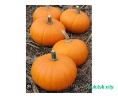 Семена тыквы Бэби - 2 руб