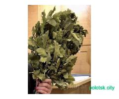 Дубовые и березовые веники для бани