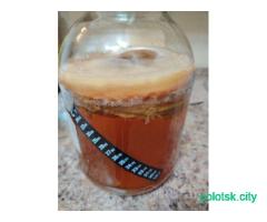 Чайный гриб