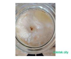 Чайный гриб