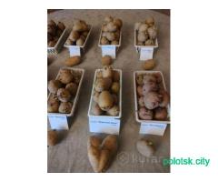 Картофель СЕМЯНКА, на посев сменной сорт адрета