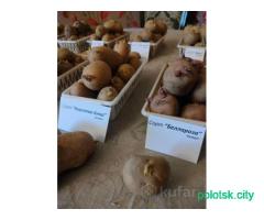 Картофель СЕМЯНКА, на посев сменной сорт адрета