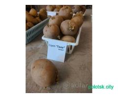 Картофель СЕМЯНКА, на посев сменной сорт адрета