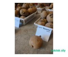 Картофель СЕМЯНКА, на посев сменной сорт адрета