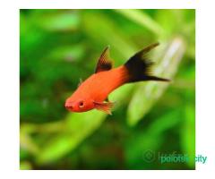 Меченосец берлинский флаговый вильчатый