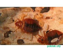 Дезинфекция от: Клещей, Клопов, Тараканов