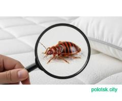Дезинфекция от: Клещей, Клопов, Тараканов