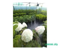 Саженцы хвойных и декоративных растений.