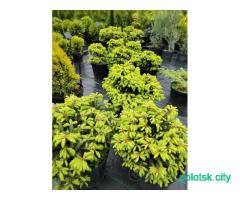 Саженцы хвойных и декоративных растений.