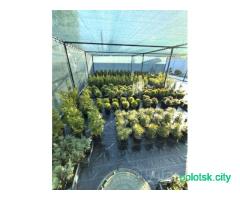Саженцы хвойных и декоративных растений.