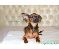 Русский той