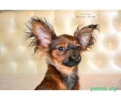 Русский той