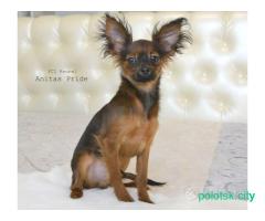 Русский той