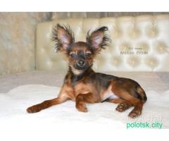 Русский той