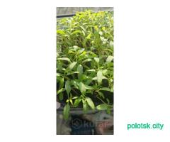 Продам рассаду. Томаты.