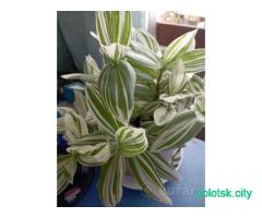 Традесканция