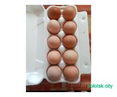 Яйцо куриное