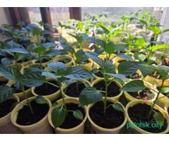 Рассада перца красный, жёлтый, оранжевый