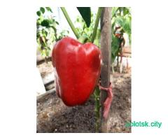 Рассада перца красный, жёлтый, оранжевый