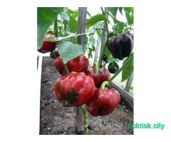 Рассада перца красный, жёлтый, оранжевый