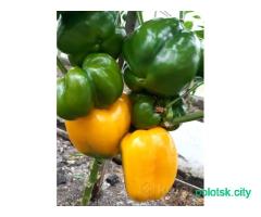Рассада перца красный, жёлтый, оранжевый