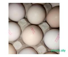 Инкубационное яйцо бройлеров Росс 308 Турция