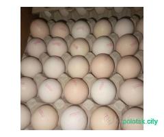 Инкубационное яйцо бройлеров Росс 308 Турция