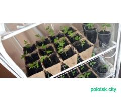 Рассада помидор и перцев