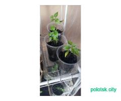 Рассада помидор и перцев