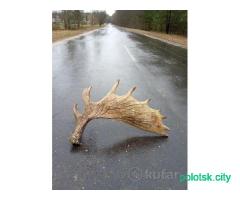 Рог лося